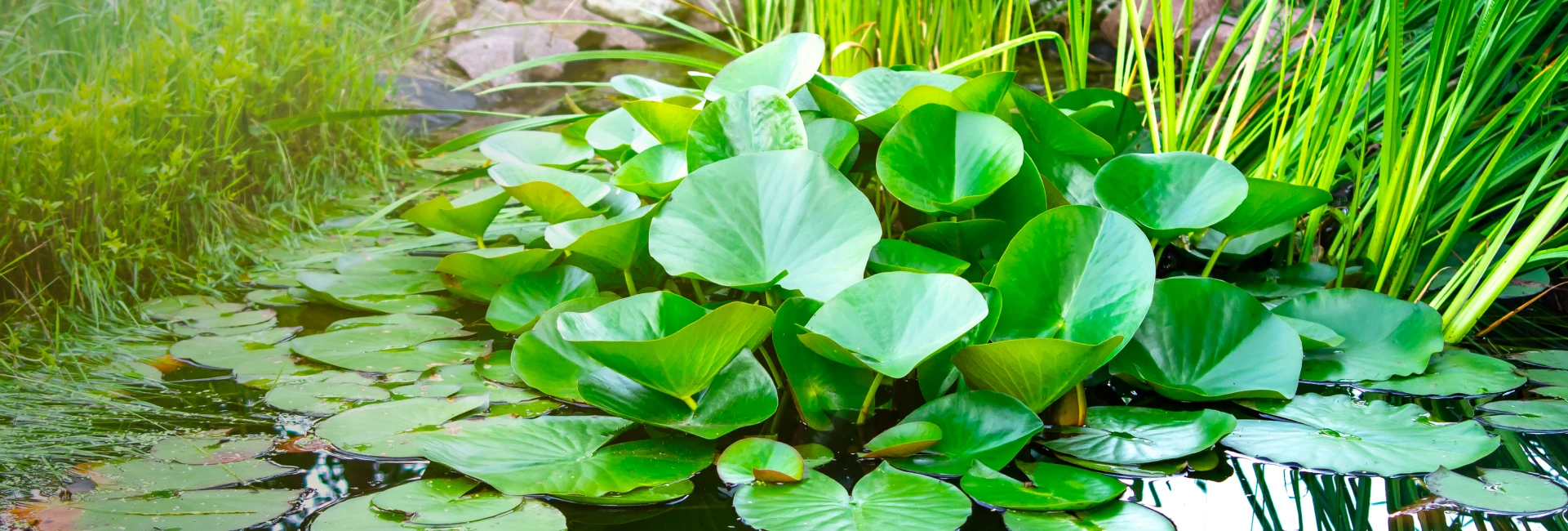 Pond landscape filled with native aquatic plants creating a natural water habitat.