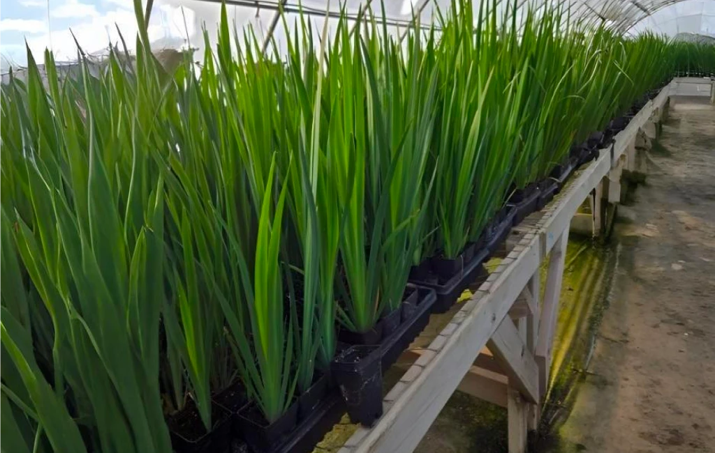 Restoration specialists reviewing trays of native wetland plant stock at a nursery.