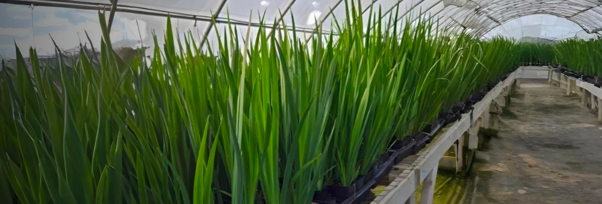 Restoration specialists reviewing trays of native wetland plant stock at a nursery.