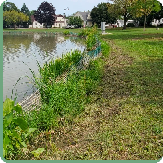 Wetland restoration site planted with native vegetation to support habitat recovery.