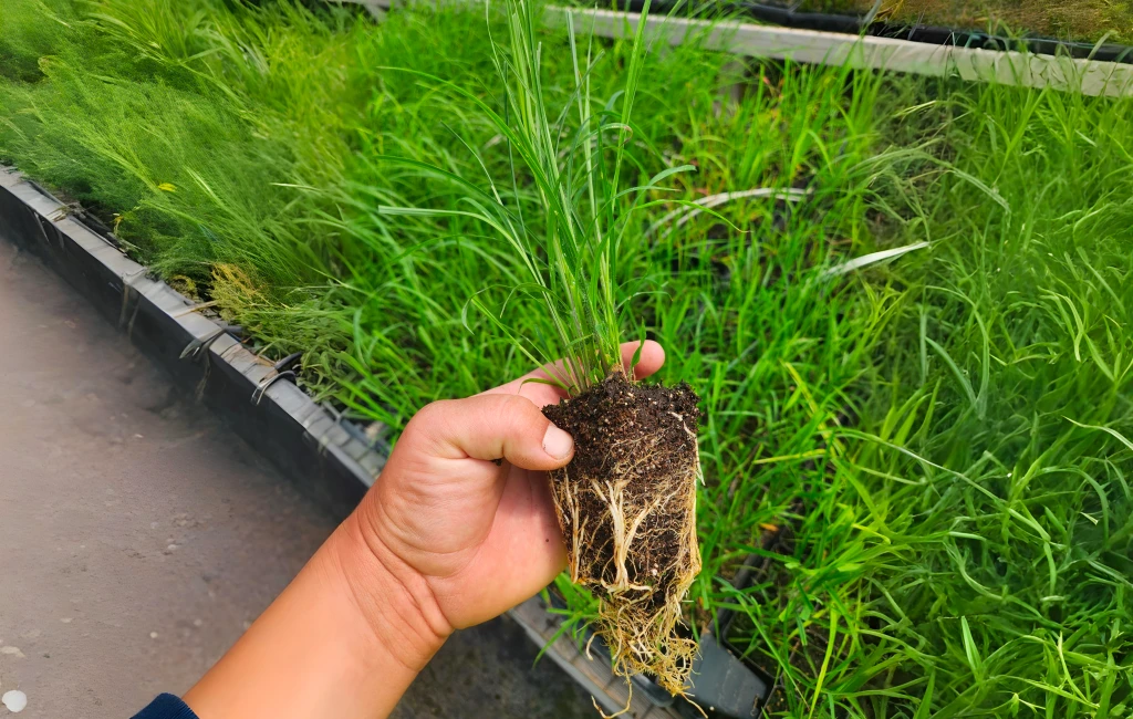 Rows of healthy native plants growing in nursery beds prepared for restoration projects.