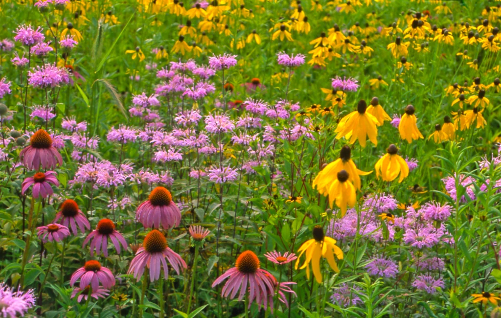 Colorful prairie plants growing in a natural meadow landscape.