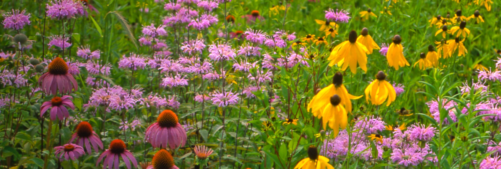 Colorful prairie plants growing in a natural meadow landscape.
