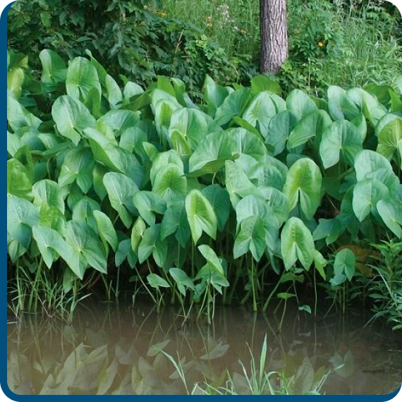 Water garden featuring a diverse selection of aquatic plants.