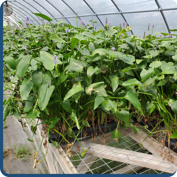 Workers relocating native vegetation through plant transplanting services for habitat restoration.