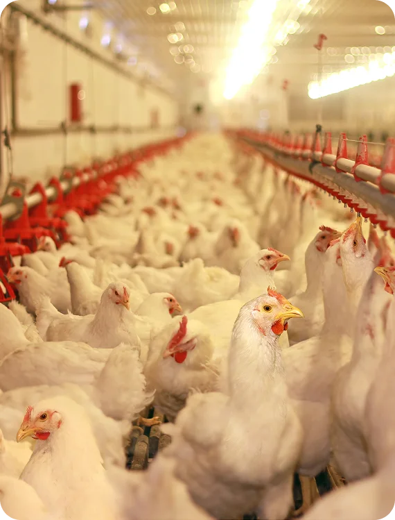 Water tanks ready for installation in Newmarket