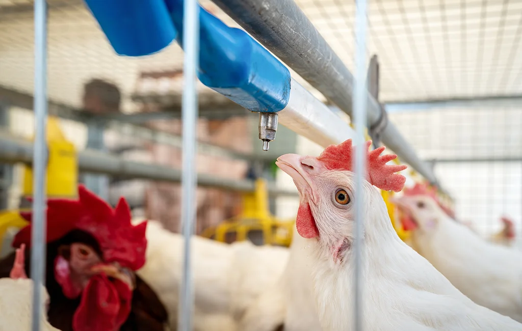 Poultry water sanitation solutions being installed in Newmarket