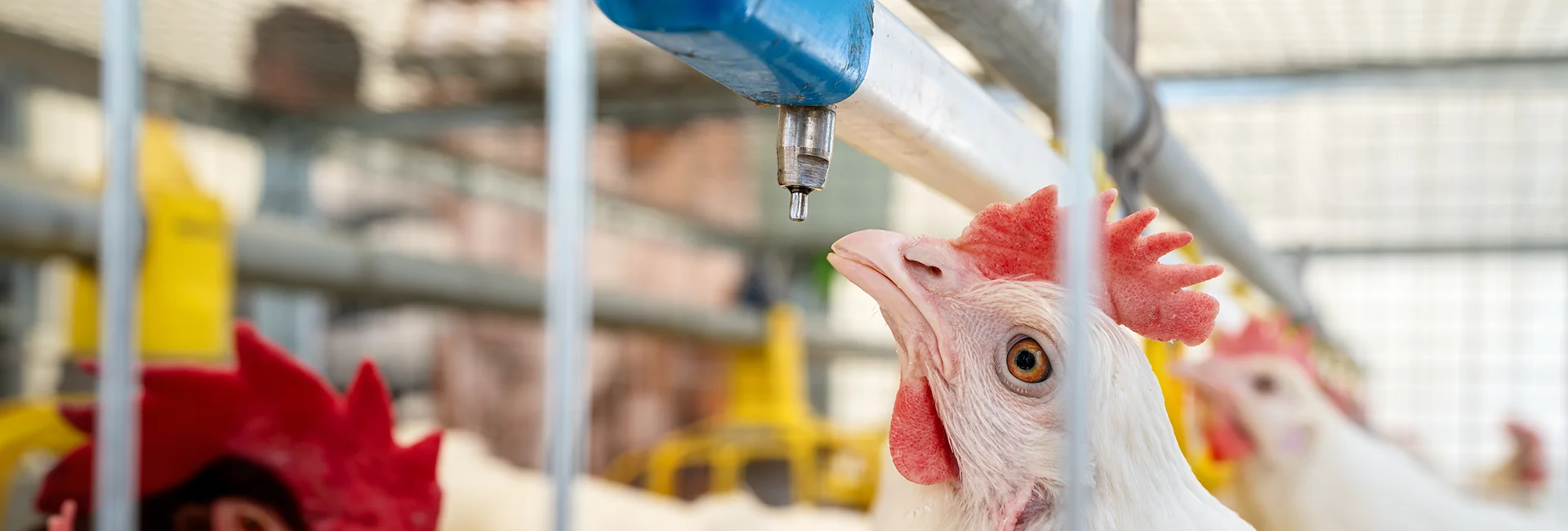 Poultry water sanitation solutions being installed in Newmarket