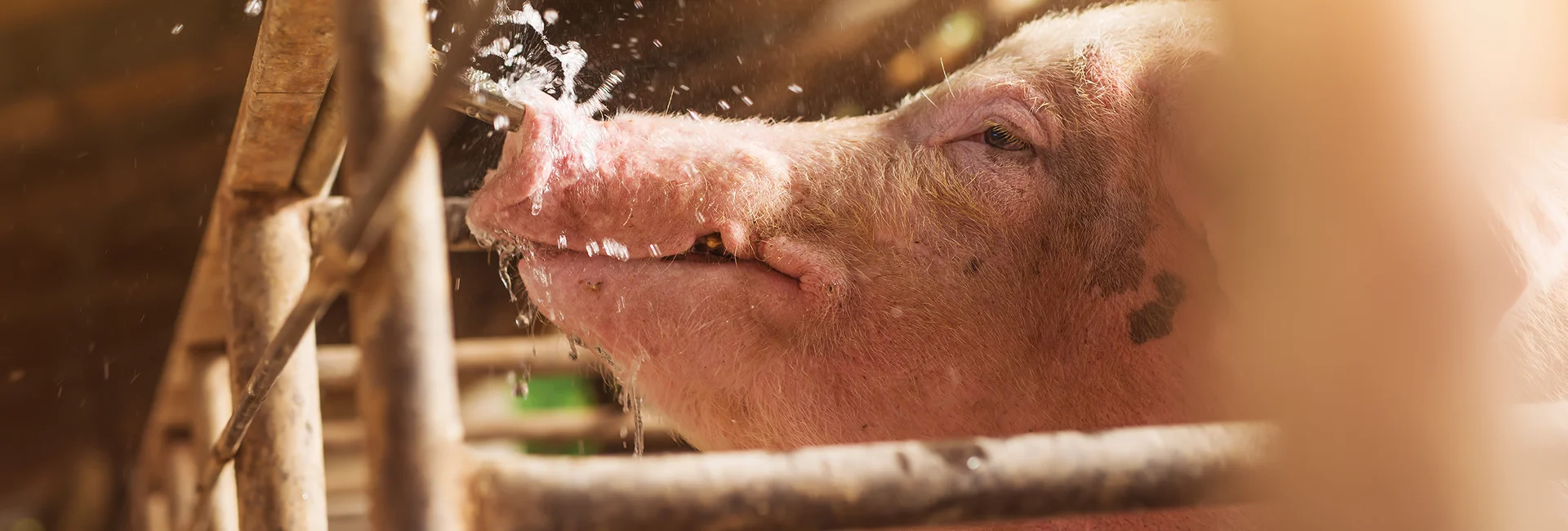 Swine water remediation systems installed in a Newmarket pig barn