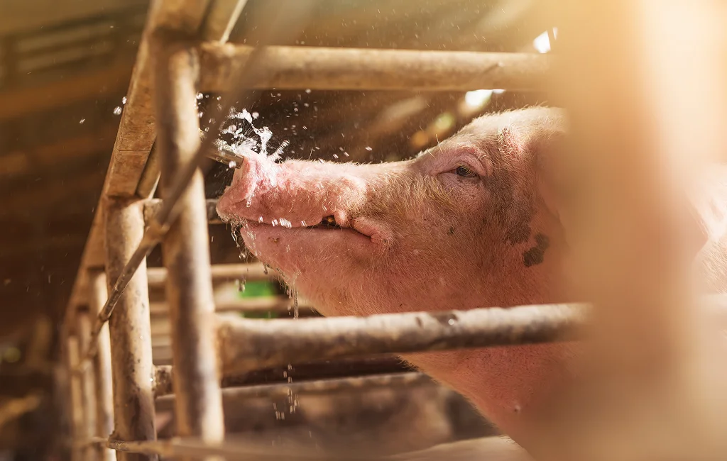 Swine water remediation systems installed in a Newmarket pig barn