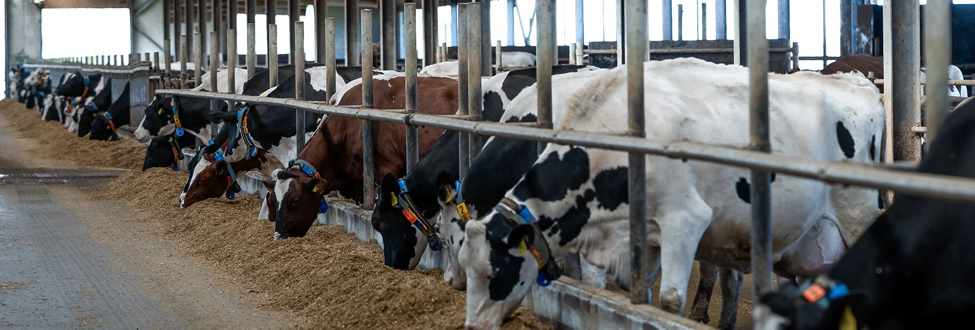 Farmers checking dairy water purification systems in Newmarket