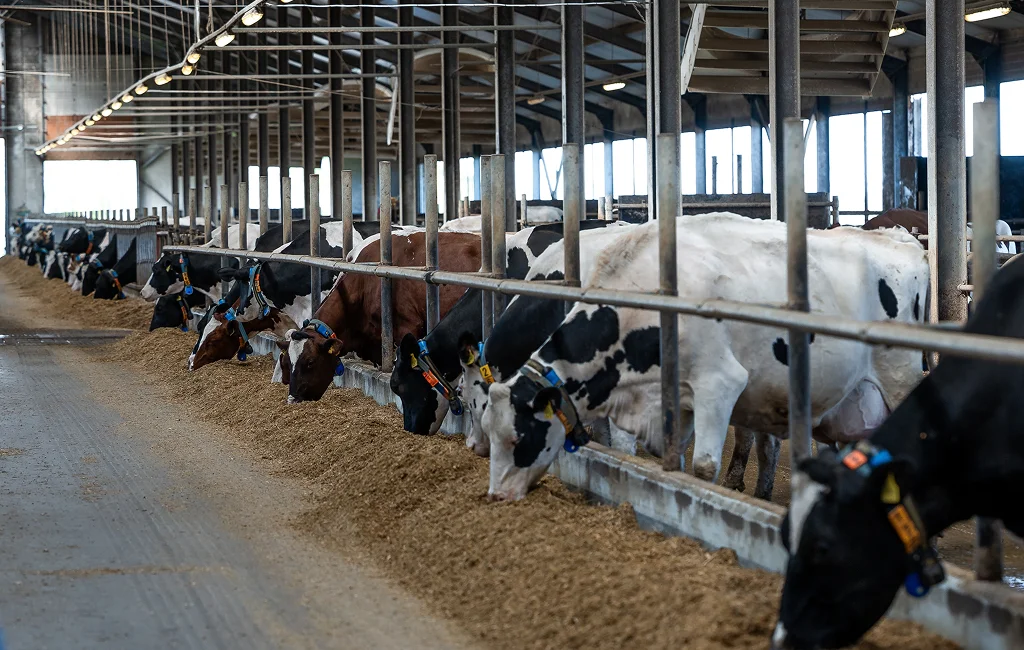 Farmers checking dairy water purification systems in Newmarket