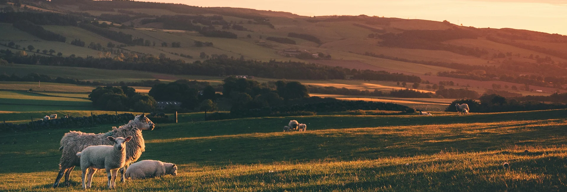 Livestock drinking from water solutions in Canada