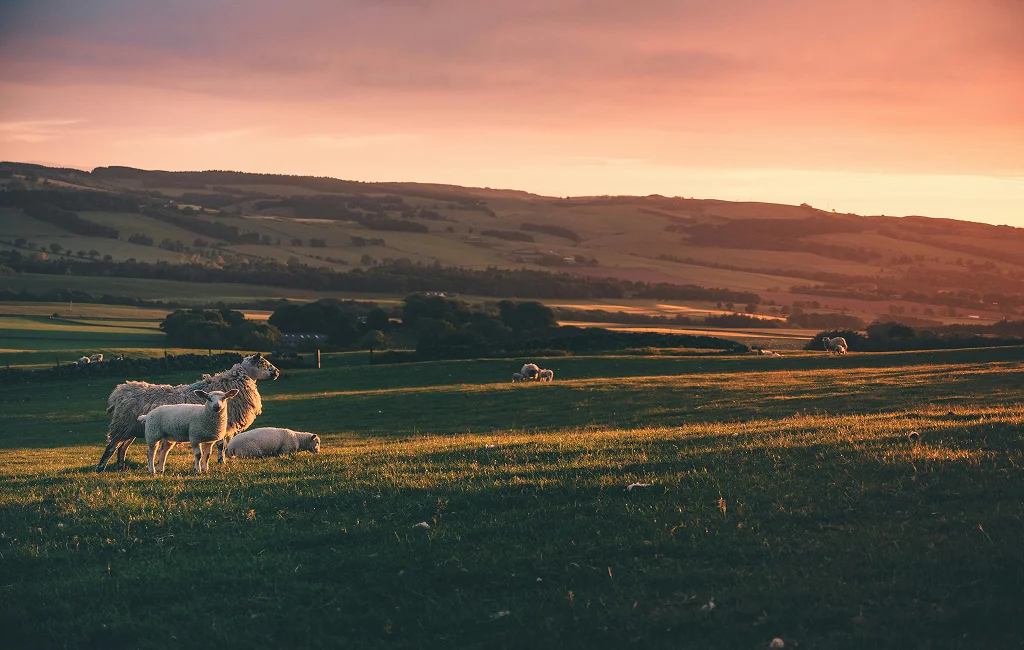 Livestock drinking from water solutions in Canada