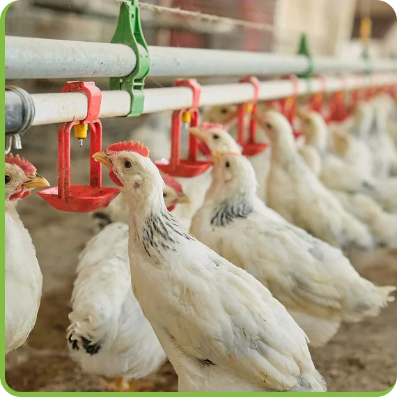 Automatic poultry water sanitation equipment set up in Newmarket