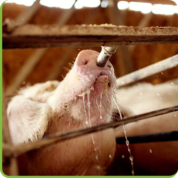 Staff inspecting swine water remediation systems installations in Newmarket