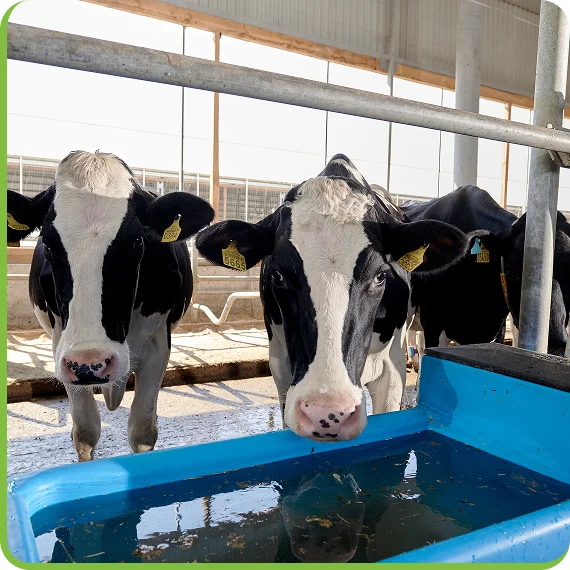 Technicians performing dairy water purification system installation in Newmarket
