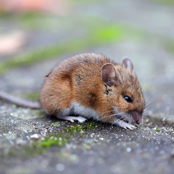 Rodent Control And Exclusion Eagle County