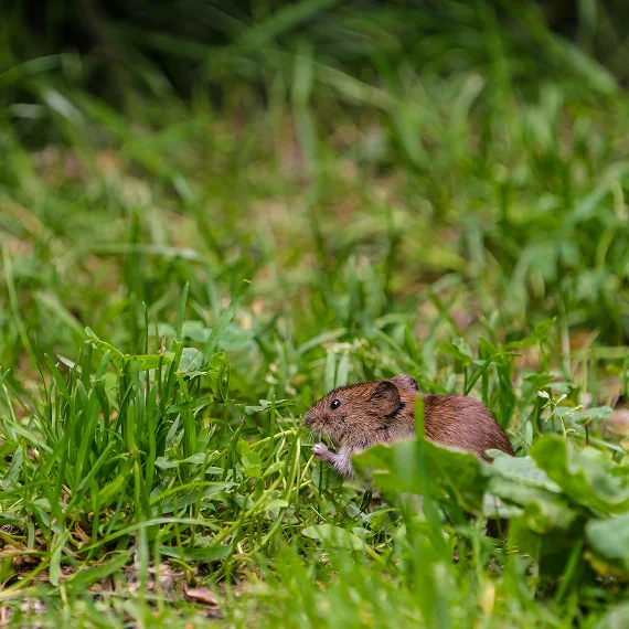 Seasonal Vole Services Eagle County