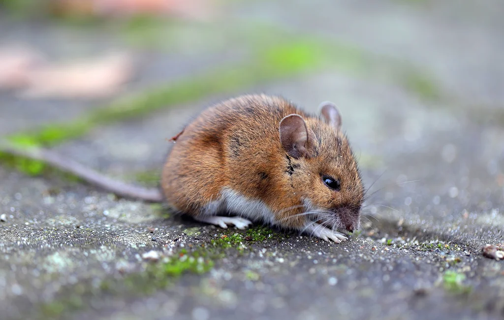 Rodent Control And Exclusion Eagle County