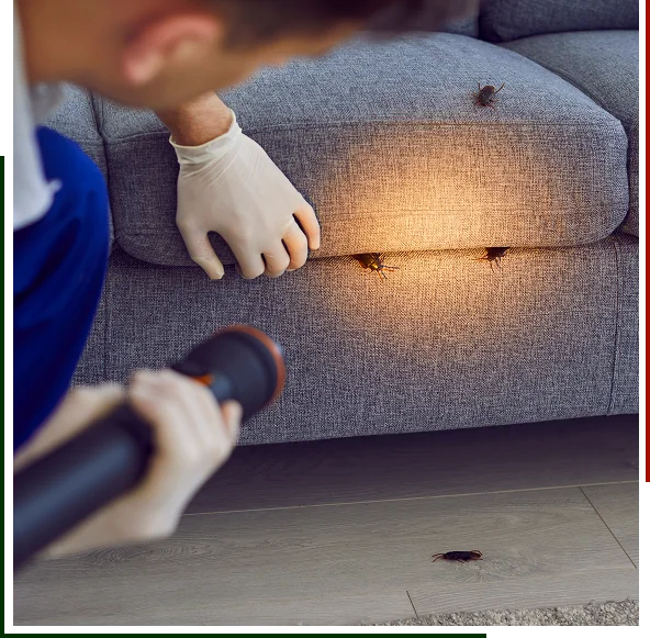 Routine Pest Inspection and Identification