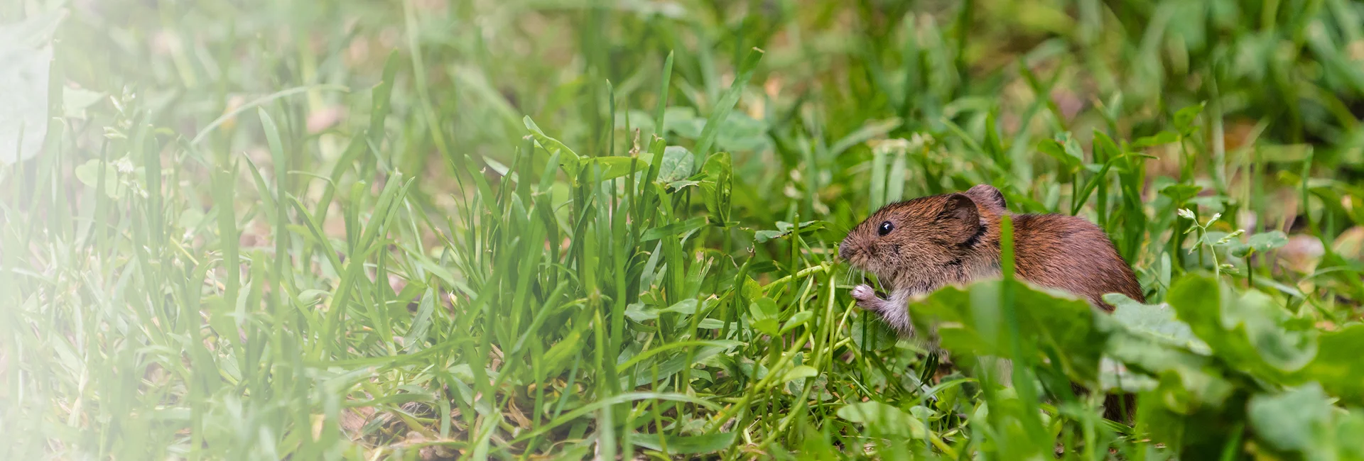 Seasonal Vole Services Eagle County