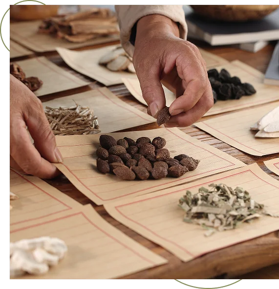 Chinese Herbal Therapy