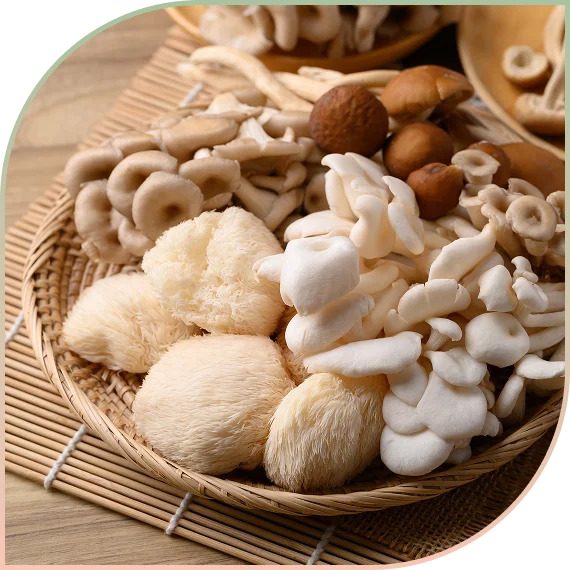 Functional Mushroom Wellness Products
