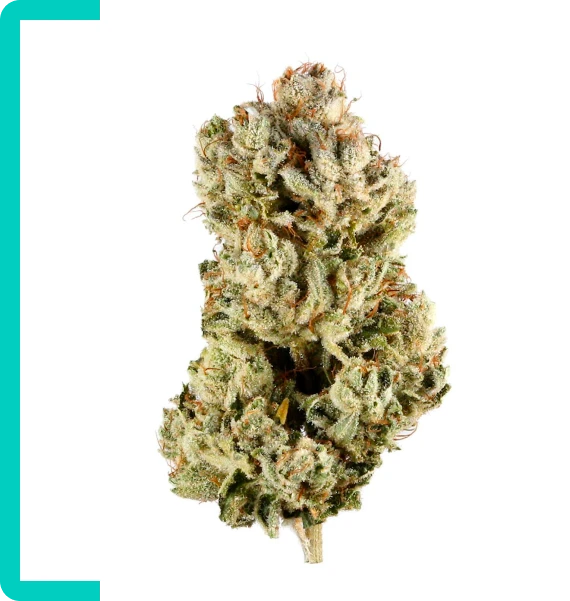 Premium and Hybrid Flower Lines