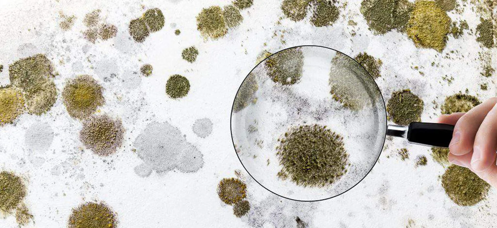 mold inspection