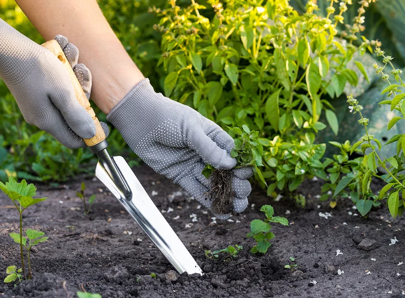Routine weed control and bed maintenance
