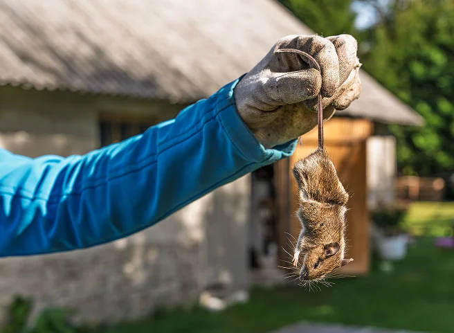 Rodent entry-point inspection