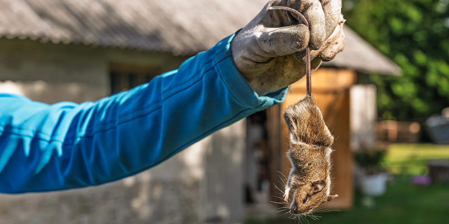 Technician performing residential rodent removal